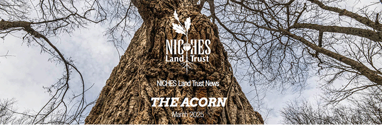 The Acorn E-News: March 2025