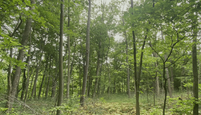 Restoring Oak Woodlands