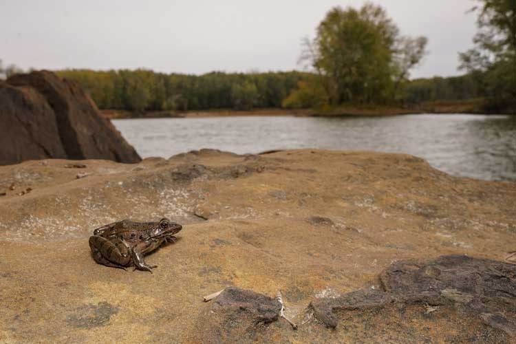 Plains Leopard Frog (Lithobates blairi) Surveys Conducted at NICHES Land Trust Properties, 2020