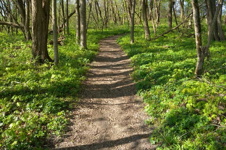 Spring Woodland Wildflower Presentation