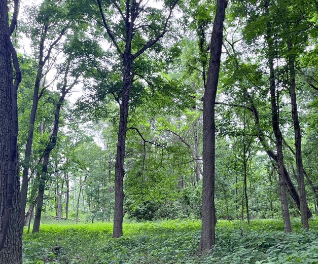 Williams Woods Expands Through Next Level Conservation Trust