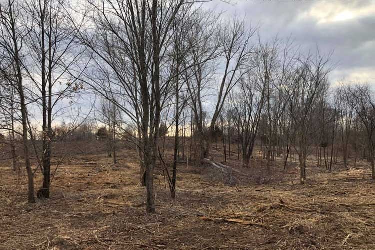 Granville Sand Barrens and Roy Whistler Wildlife Area Restoration Update