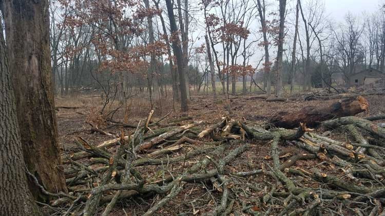 Trash, Logging and Opportunities