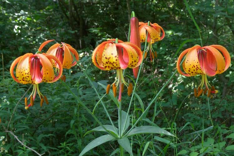 Woodland Wildflower Presentation by Dan Childs
