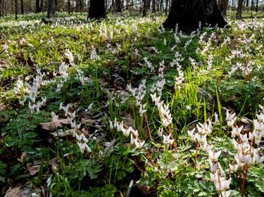 Sedge-fern-forb layer of the forest strata
