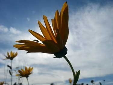 Northern Indiana Citizens and Corporations Helping Ecosystems Survive