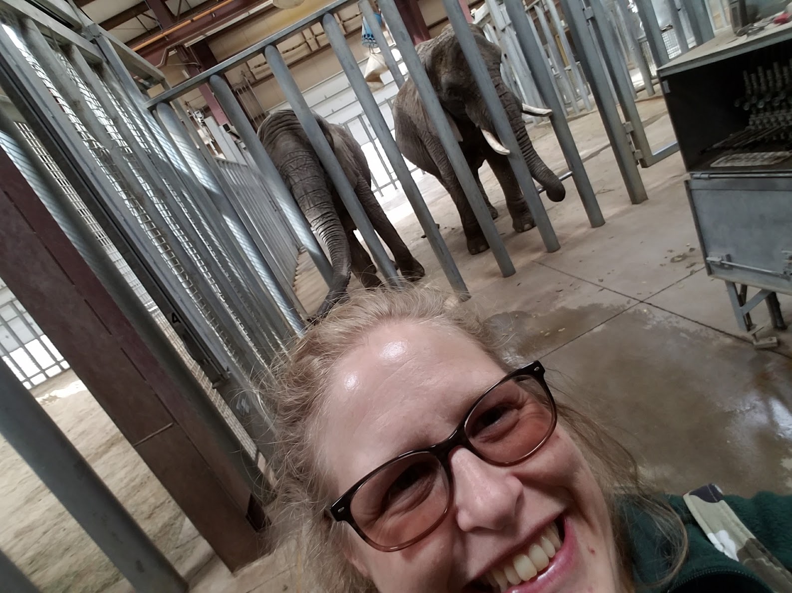 AM with Elephants